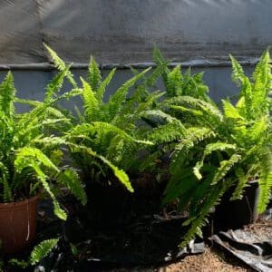 Venta solidaria de plantas 3 Fiesta familiar DCA | IMG 1471
