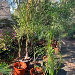Venta solidaria de plantas 4 Fiesta familiar DCA | IMG 1490