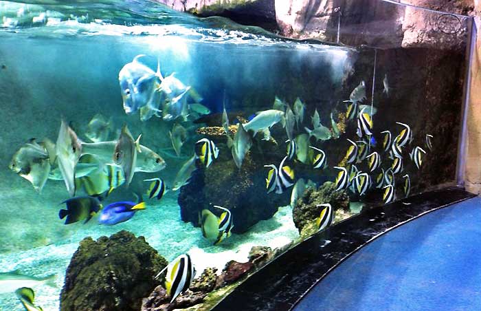 Acuario de Gijón | Acuariogijon1