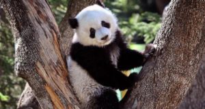 Planes con niños | panda gigante