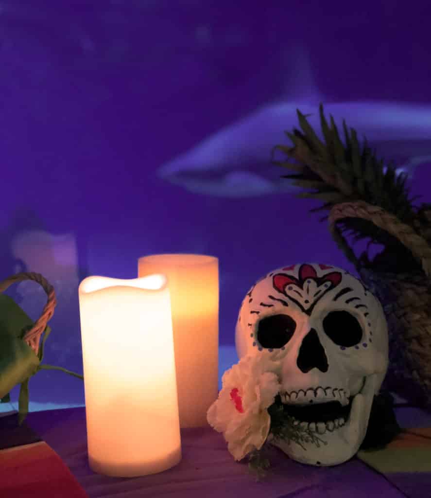 halloween oceanografic