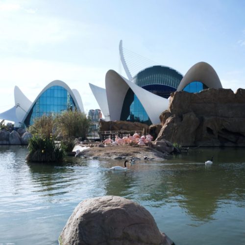 Centro Comercial Arena | oceanografic valencia