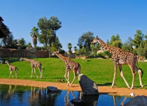 Jirafas recorriendo la Sabana africana de Bioparc Valencia