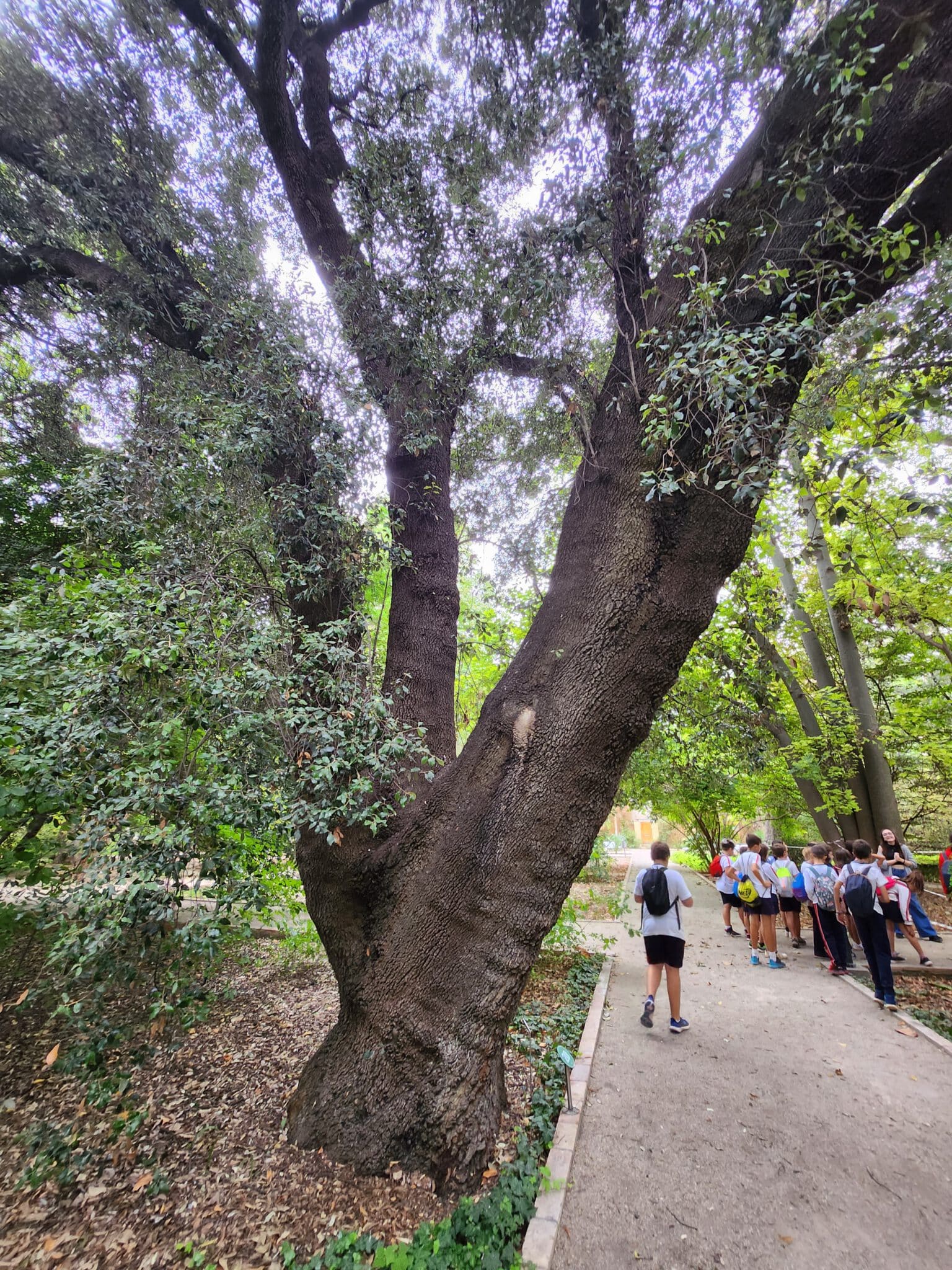 El Jardín Botánico de Valencia con niños, visita, talleres y actividades 2 Jardín Botánico de Valencia | 20231026 121012 scaled