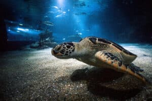 Oceanogràfic Valencia | Tortuga verde catalogada como en peligro por la Lista Roja de Especies Amenazadas de la UICN.