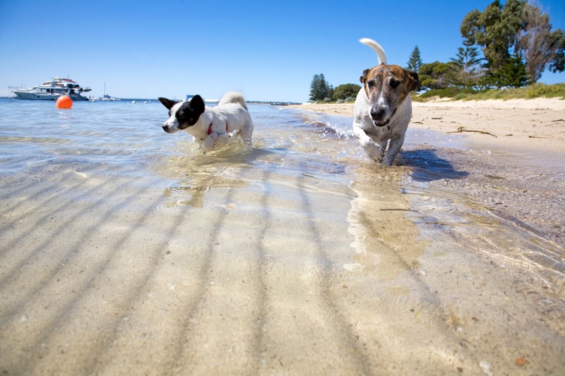 playas para perros en Valencia