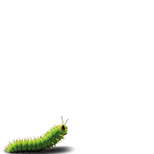 CAc metamorfosis