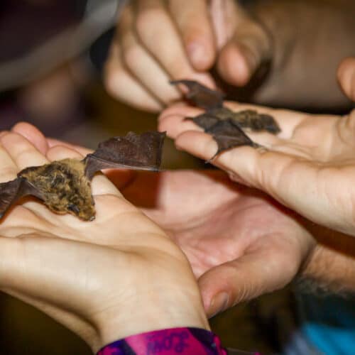 XV Semana de la Biodiversidad en Valencia 5 XV Semana de la Biodiversidad en Valencia