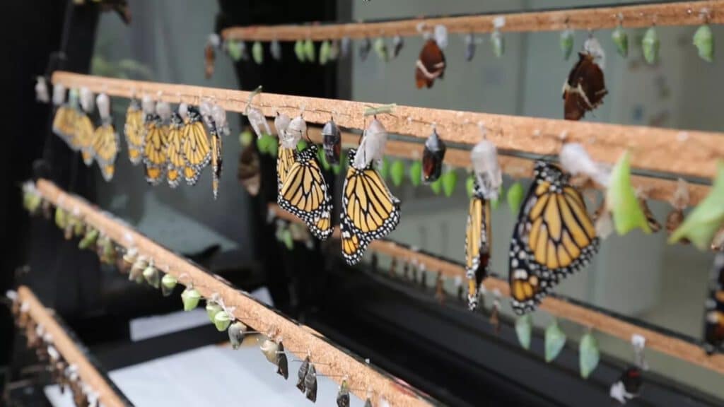 Marbella con niños. Mariposario