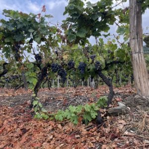 Riveira Sacra bodega vids