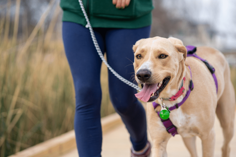 El procedimiento adecuado para recoger la caca de mi perro