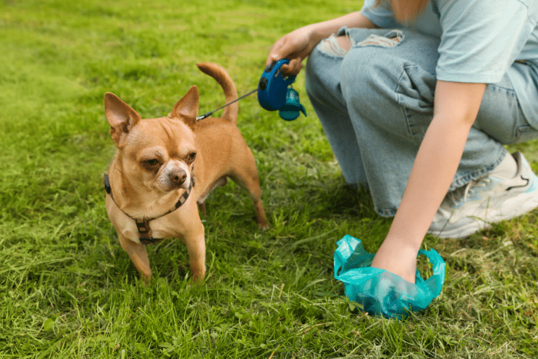 El procedimiento adecuado para recoger la caca de mi perro