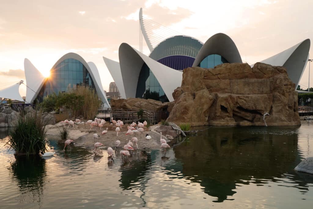 Flemencos en el Oceanografico