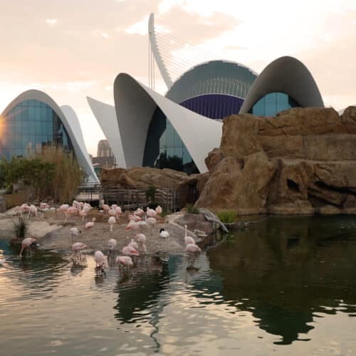 Flemencos en el Oceanografico