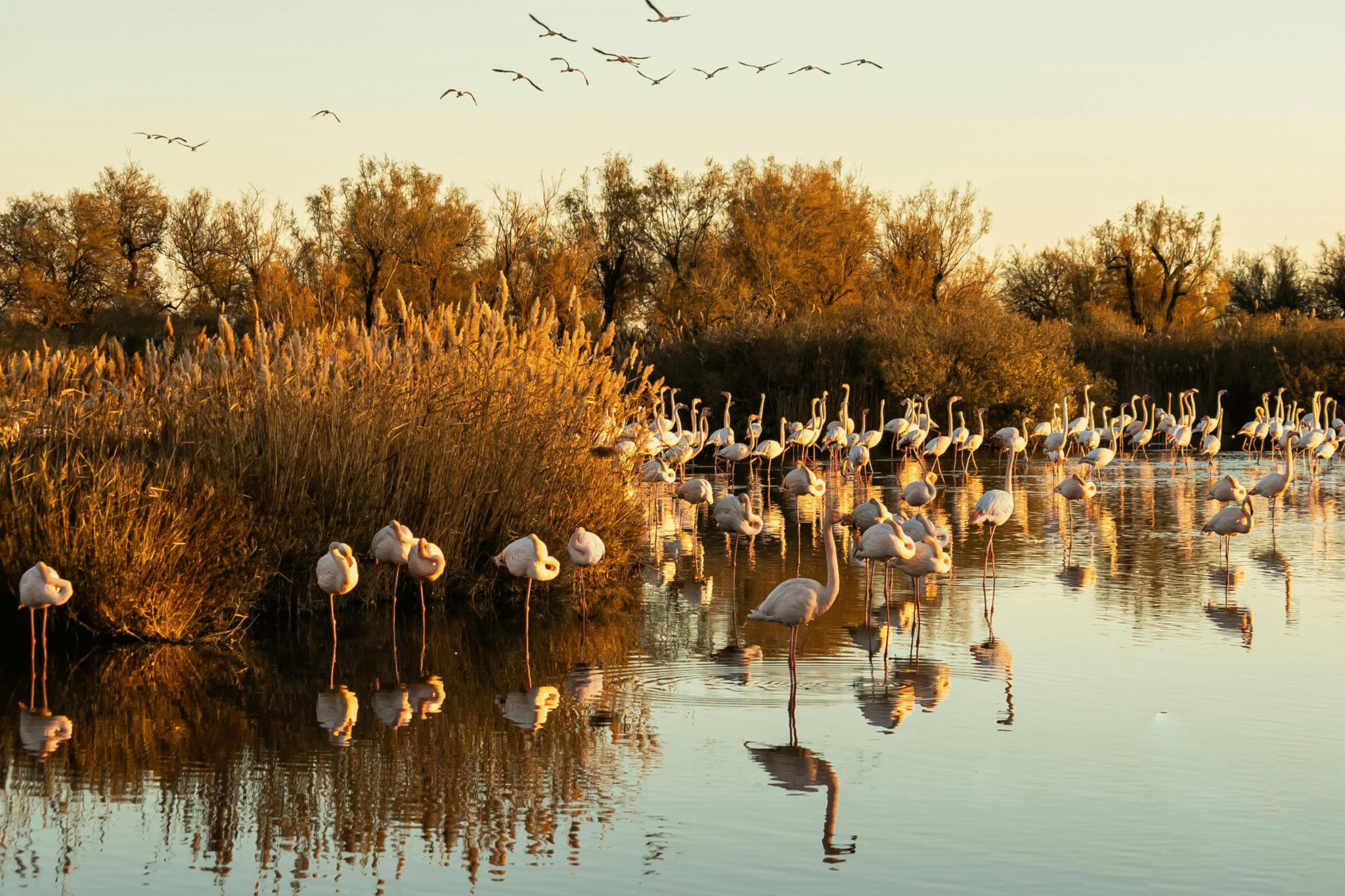 Qué ver en el sur de Francia | Que ver en el sur de Francia flamencos scaled