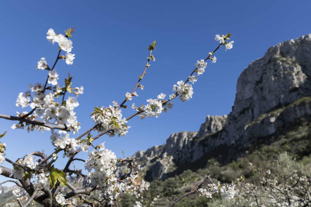 Vall de Gallinera - almendros en flor