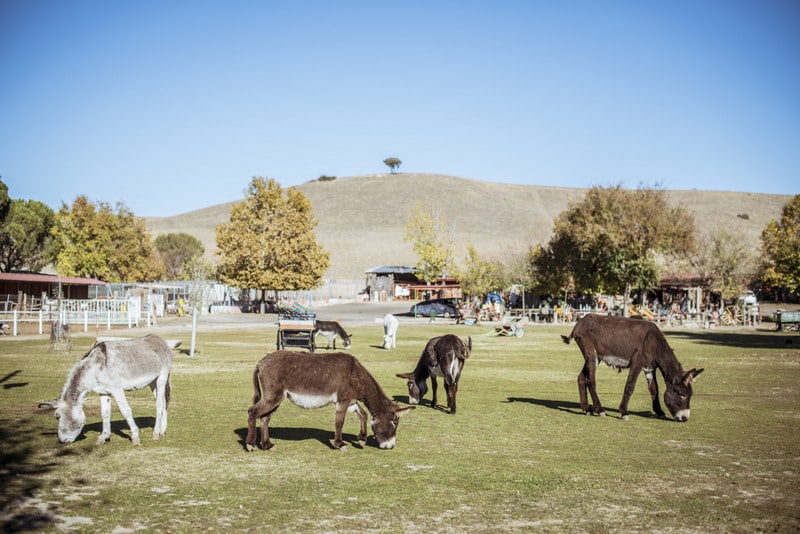 Burrolandia, la escapada perfecta con niños (¡y burros!) 1 Burrolandia_Tres Cantos_Madrid