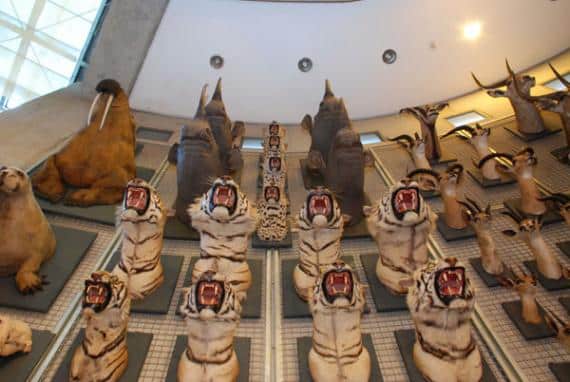 Museo Nacional de Ciencias Naturales Madrid con niños 2 museo nacional de ciencias naturales madrid | Museo Nacional de Ciencias Naturales cabezas