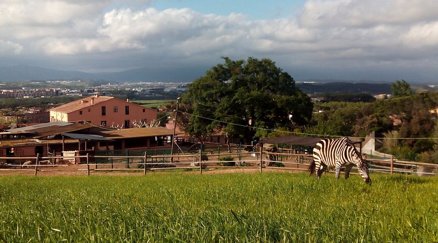Finca de Can Sala con una cebra pastando en el prado y la casa al fondo