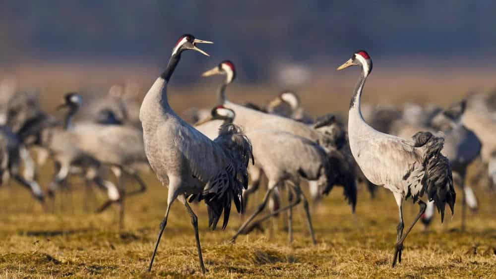 Grullas-en-Gallocanta