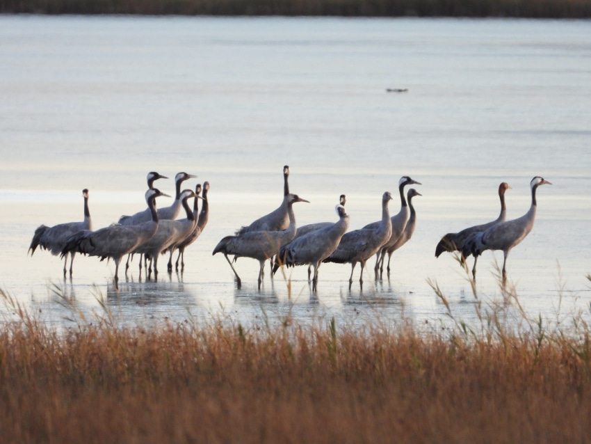 Grullas de Gallocanta | laguna de Gallocanta
